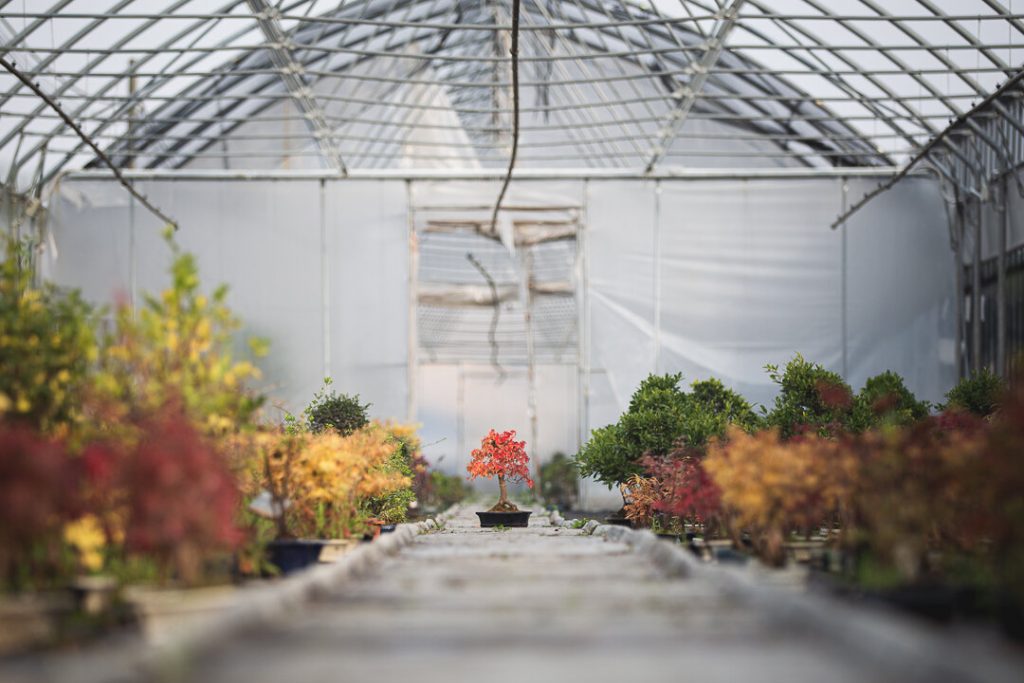 i colori dei bonsai