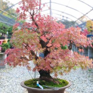 Acer palmatum arakawa