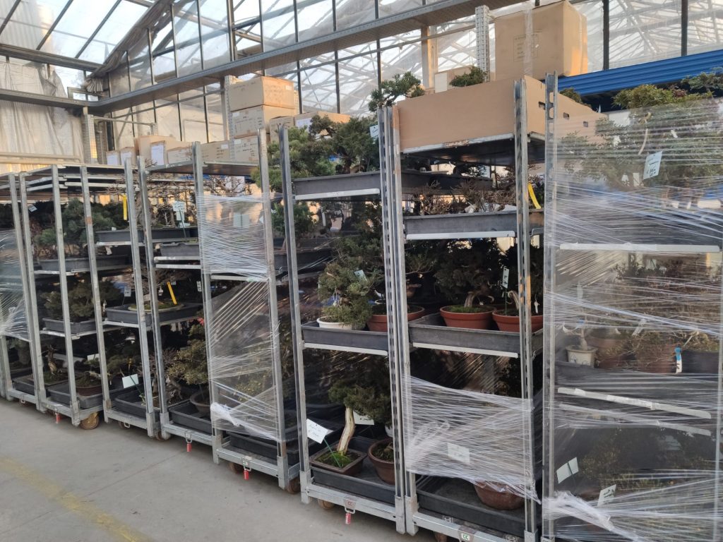 scaffali con bonsai