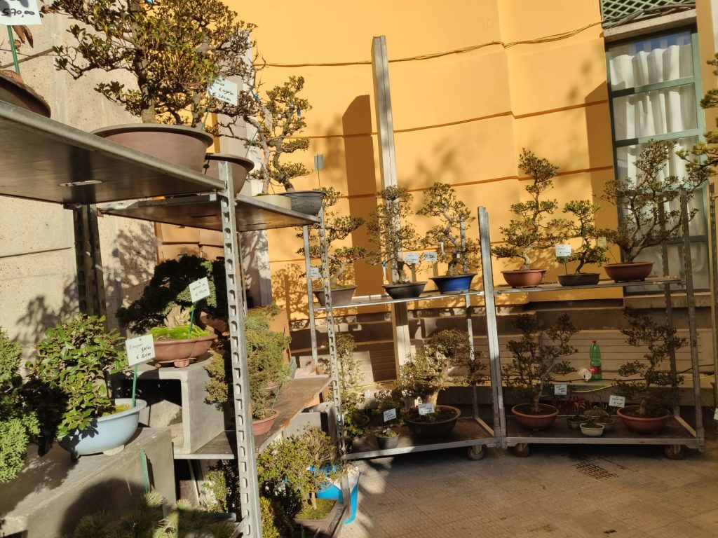 bonsai esposti in scaffali