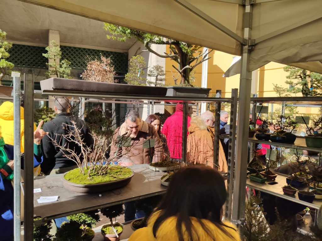 persone alla fiera ubebonsai