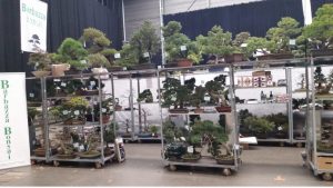 foto di bonsai in esposizione al the trophy