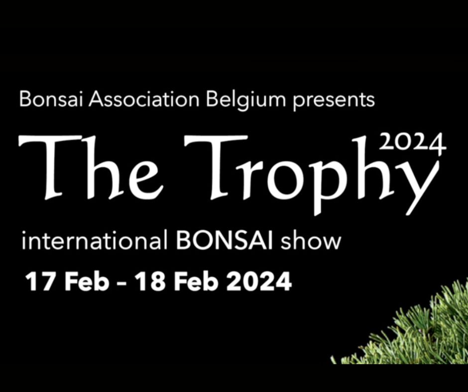 locandina the trophy 2024 bonsai