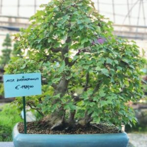 Acer Buergerianum