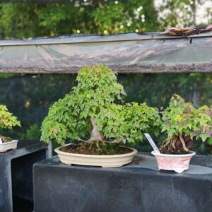 Acer Buergerianum