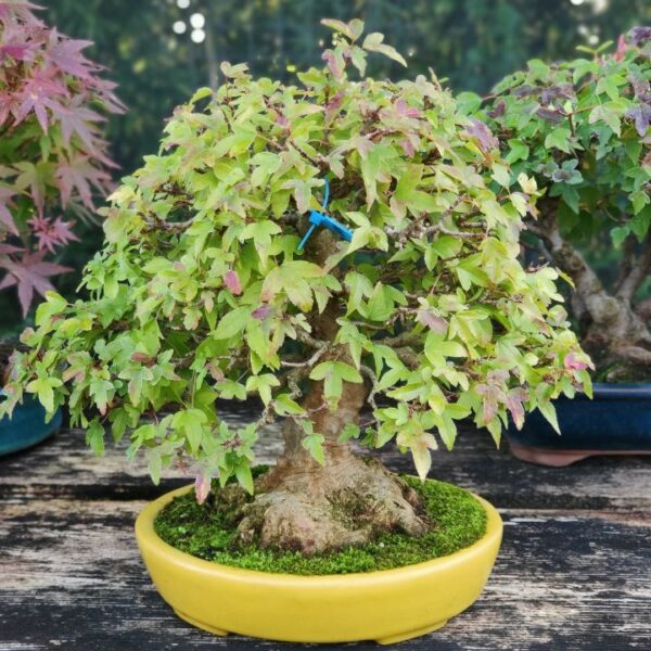 Acer Burgerianum Shoin