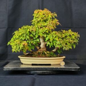 Acer Buergerianum Shoin