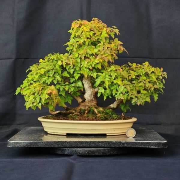 Acer Buergerianum Shoin