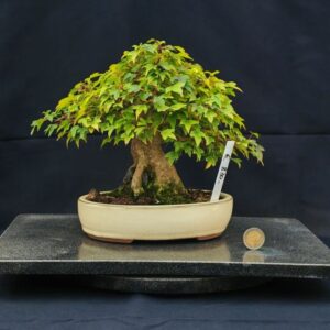 Acer Buergerianum Shoin