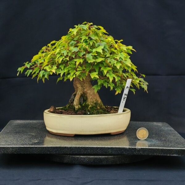 Acer Buergerianum Shoin