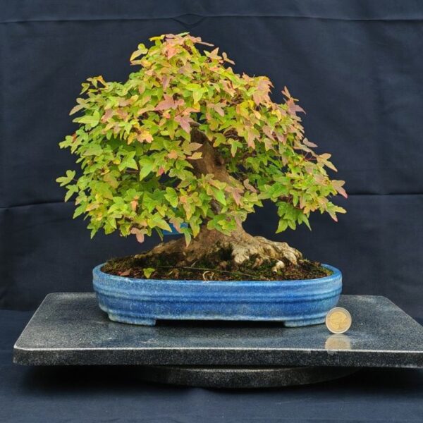 Acer Buergerianum Shoin