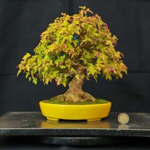Acer Buergerianum Shoin