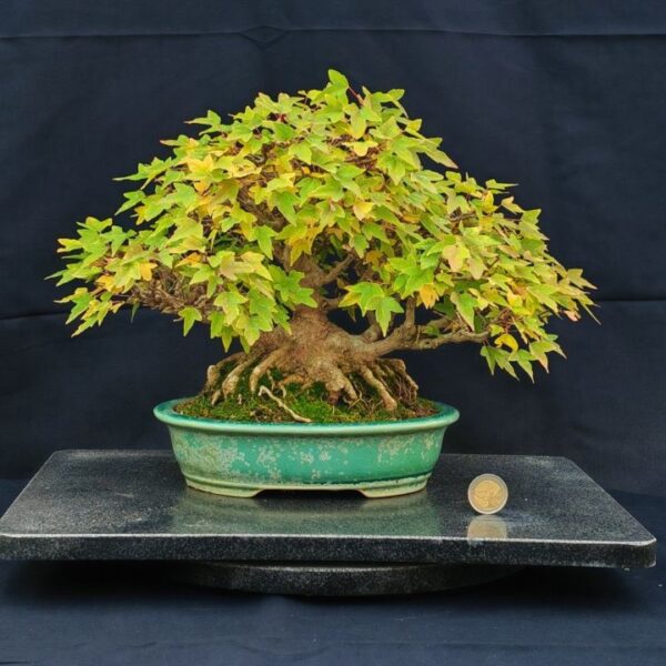 Acer Buergerianum Shoin