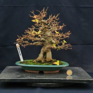 Acer Buergerianum Shoin
