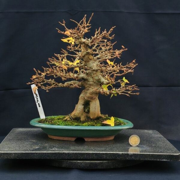 Acer Buergerianum Shoin