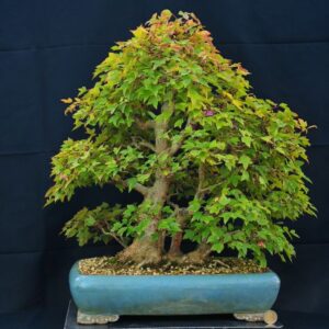 Acer Buergerianum