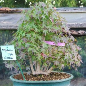 Acer Palmatum