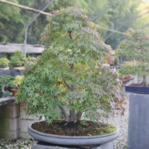 Acer Palmatum