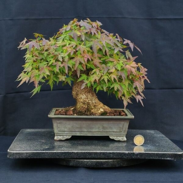 Acer Palmatum Shoin
