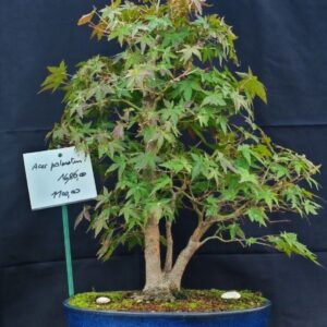 Acer Palmatum