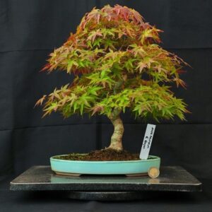 Acer palmatum