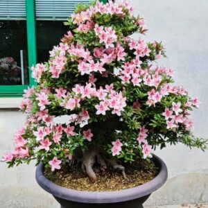 Azalea