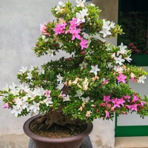 Azalea bicolor