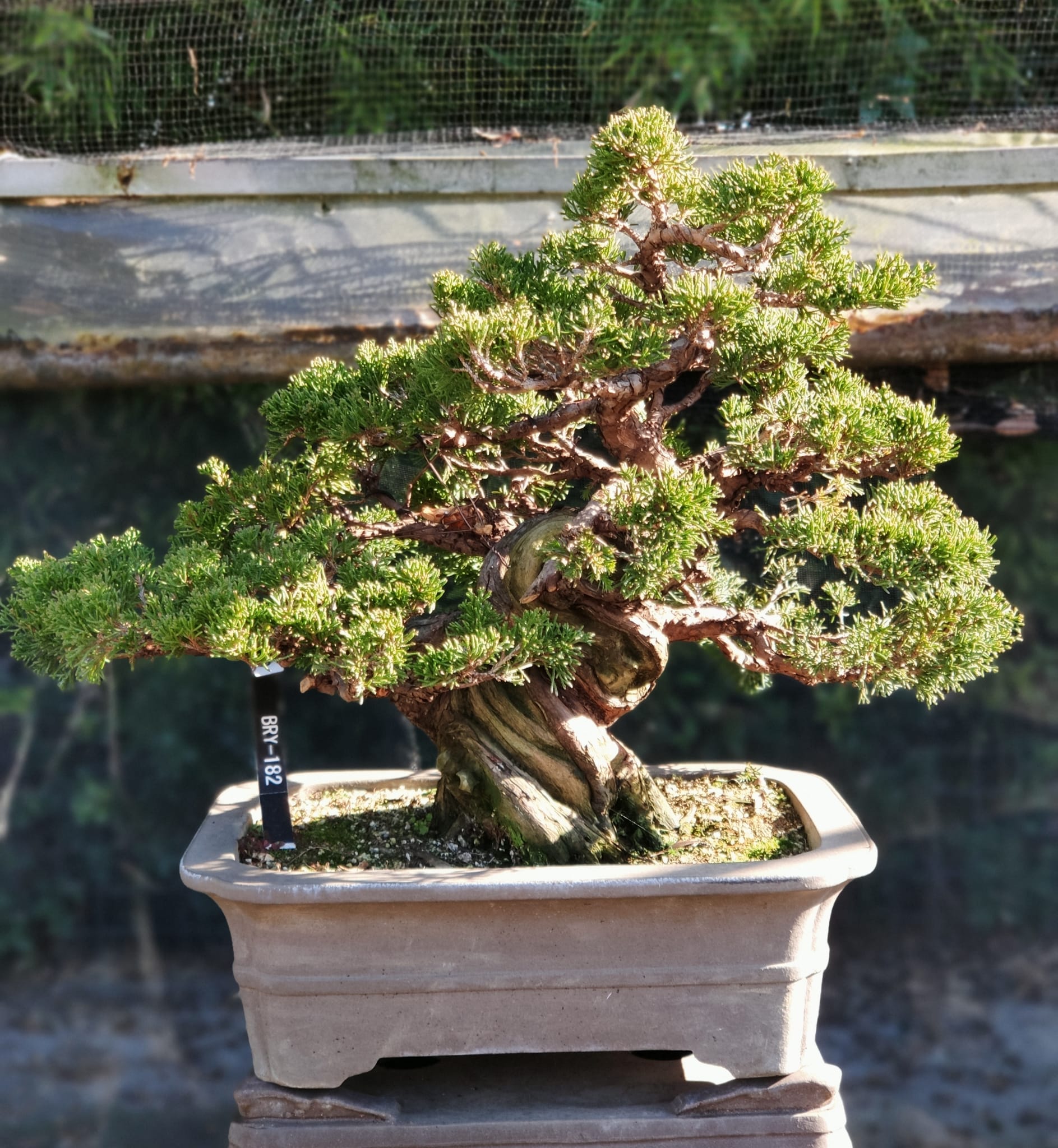 Bonsai