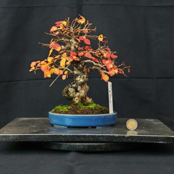 Carpinus Turczaninovii Shoin