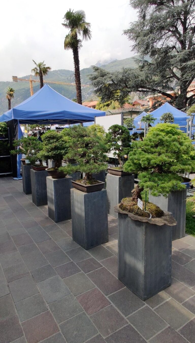Arcobonsai 2024