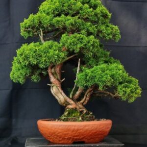 Juniperus Chinensis