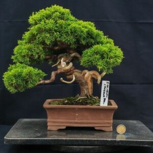 Juniperus Chinensis itoigawa