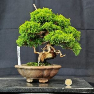 Juniperus Chinensis Shoin