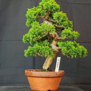 Juniperus Chinensis