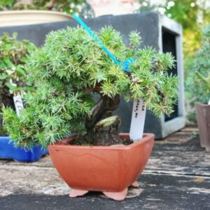 Juniperus Rigida Shoin