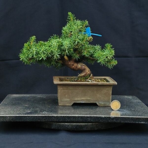 Juniperus Rigida Shoin