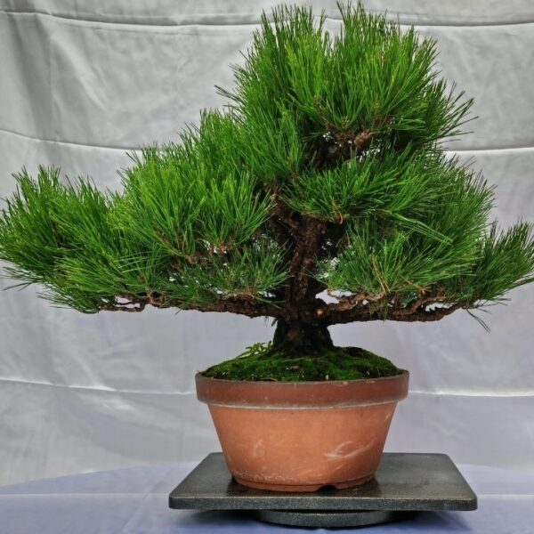 pinus thunbergii