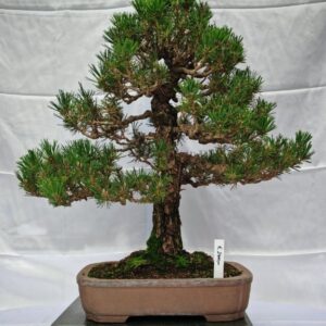 Pinus Thunbergii Kotobuki