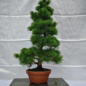Pinus Pentaphylla
