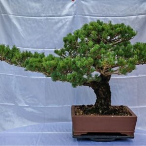 Pinus Pentaphylla