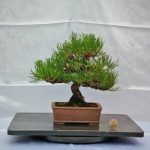 Pinus Thunmbergii