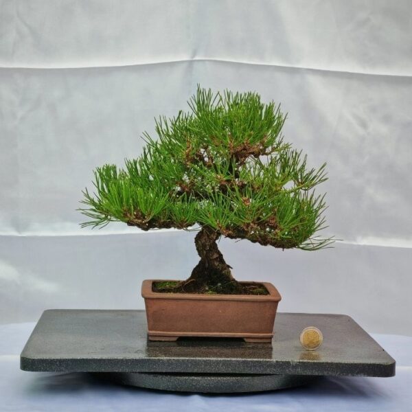 Pinus Thunmbergii