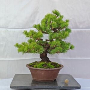 Pinus Pentaphylla