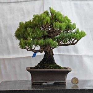 Pinus Pentaphylla Shoin