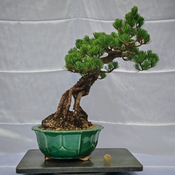 Pinus Pentaphylla Neagari
