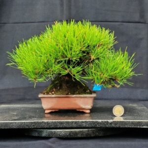 Pinus Thunbergii