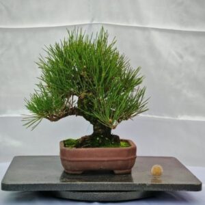 Pinus Thunbergii Shoin Nero