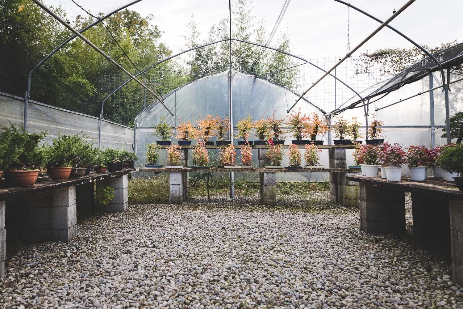 serra con i bonsai in autunno